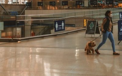 Traveling with Pets: Airport Assistance Services