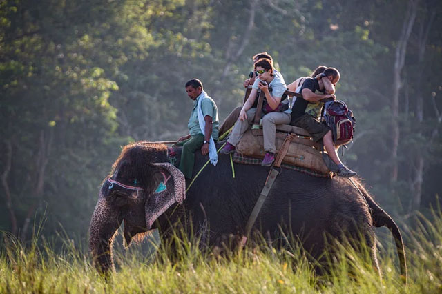 Elephant-Safari-in-Kaziranga-National-Park